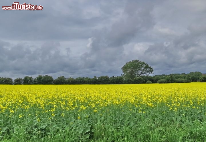 Immagine Fiori di colza sull'Isola di Ero in Danimarca