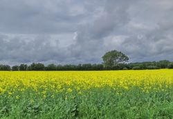 Fiori di colza sull'Isola di Ero in Danimarca