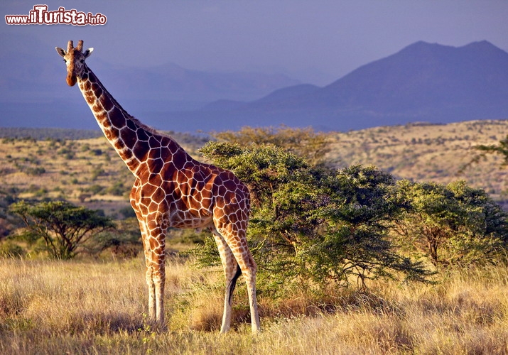 Mount Kenya-Lewa Wildlife Conservancy, estensione Mount Kenya - UNESCO - Circa 20,000 ettari di parco e 70,000 ettari di zona cuscinetto sono stati aggiunti al Mount Kenya Natural Park, iscritto nel 1997, per dare vita al nuovo sito UNESCO africano, la Mount Kenya-Lewa Wildlife Conservancy. Situata tra l’ecosistema tropicale e le praterie semi-aride della savana, la riserva si estende lungo l’area tradizionale di migrazione dell’elefante africano, oltre ad essere conosciuta a livello mondiale per la presenza della seconda vetta più alta del Continente Nero, il Monte Kenya, che raggiunge i 5,199 metri sopra il livello del mare. Questo gigante vulcano estinto, in parte ricoperto di ghiacci e in parte di folti boschi, è certamente uno dei gioielli più commoventi e impressionanti dell’Africa - © spirit of america / Shutterstock.com