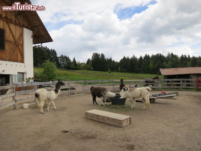 Immagine Lama ed Alpaca fanno parte degli allevamenti gestiti dal Maso Kaserhof a Oberbozen (Bolzano) in Alto Adige