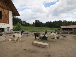 Lama ed Alpaca fanno parte degli allevamenti gestiti dal Maso Kaserhof a Oberbozen (Bolzano) in Alto Adige