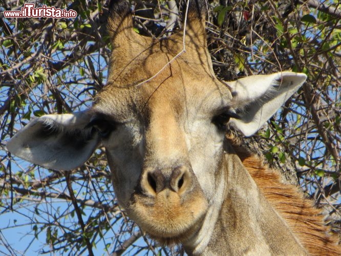 Immagine L'incontro con una grande giraffa durante un safari tour in Nambia, Africa sud-occidentale