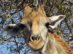 L'incontro con una grande giraffa durante un safari tour in Nambia, Africa sud-occidentale