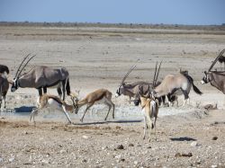 Oricati, una specie di antilopi, si abbeverano ad una pozza d'acqua nella savana desertica della Namibia centrale. Questi sono solo alcuni degli animali che si possno incontrari iun un safari ...