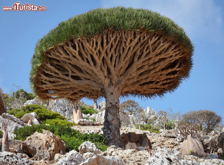 Albero di Drago a Socotra, Yemen  - Non pontendo più viaggiare nello Yemen, per motivi di sicurezza, di fatto anche un'isola magica come Socotra, viene negata a tutti i viaggiatori, ed è un peccato visto l'incredibile varietà di specie vegetali che questa piccola isola dell'Oceano Indiano possiede. L'isola si può raggiungere volando da San'a, la capitale, e quindi la sosta necessaria di una notte, per il cambio aereo, rende assolutamente sconsigliato il viaggio, per i problemi di terrorismo. E' un vero peccato dato che l'isola possiede tantissime specie vegetali davvero incredibili, tanto che potreste pensare di essere sbarcati in un sito alieno! - © sunsinger / Shutterstock.com