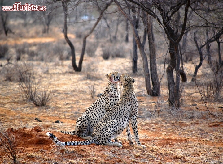 Coppia di Ghepardi nella savana della Somalia - La guerra che ha dilaniato  la Somalia ha anche impoverito le faune selvatiche di questo ampio territorio del Corno d'Africa, ma lentamente gli animali stanno tornando dalle nazioni limitrofe, a cerca di nuovi territori da colonizzare. Questo anche per la creazione recente  di alcuni Parchi Nazionali, tra cui il Kismayo National Park che è forse il luogo migliore per vedere i grandi mammiferi in azione.

Purtroppo in Somalia non riescon oa tornare i turisti, tenuti lontano da una situazione piuttosto incerta nel territorio somalo, con grandi rischi per la delinquenza dilagante e il terrorismo di matrice islamica piuttosto aguerrito da queste parti. La Farnesina sconsiglia ongi forma di viaggio, e per ancora qualche anno si dovrà rinunciare a questa bellissima nazione, un tempo colonia italiana.

Viaggiari sicuri in Somalia

© Darren Foard / Shutterstock.com