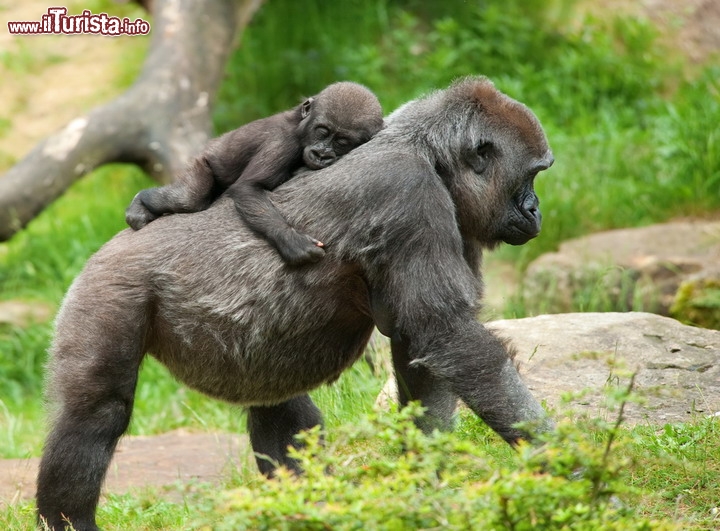 Gorilla con cucciolo nel parco nazionale Virunga, Repubblica Democratica Congo - Sempre nelle zone più occidentali di quello che era lo Zaire un tempo, si trova il Parco Nazionale di Virunga, famoso per ospitare una colonia nutrita di gorilla. Riparati dalla foresta pluviale, questi grandi primati cercano di resistere alla grande pressione dei bracconieri, che negli ultimi decenni hanno messo in pericolo la stessa sopravvivenza dei gorilla. Davvero un viaggio in grado di emozionare anche il viaggiatore più smaliziato! © Eric Gevaert / Shutterstock.com