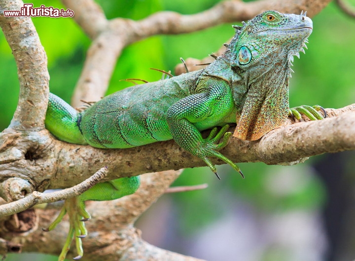Iguana verde nel Pic Macaya national Park ad Haiti - Uno dei parchi più belli di Haiti è sicuramente quello che si estende intorno al Pic Macaya, la seconda vetta di Haiti, alta 2.347 metri. Ancora avvolta da fitte foreste pluviali, la montagna ospita numerose specie endemiche dell'isola di Hispaniola, quella che ospita oltre Haiti la nazione della Repubblica Dominicana, ed è un vero paradiso per gli appassionati di trekking. E' oggi un vero simbolo di Haiti, un lembo di territorio che dmostra come il corretto uso del territorio possa ancora salvare il destino di una nazione, tra le più povere del mondo.

© apiguide / Shutterstock.com