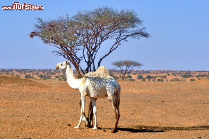 Dromedario all'ombra di una acacia nel deserto occidentale del Sudan, lungo la strada che da Omdurman risale a nord verso la Nubia - Per ulteriori informazioni: I viaggi di Maurizo Levi ed in particolare il Tour del Regno dei Faraoni Neri