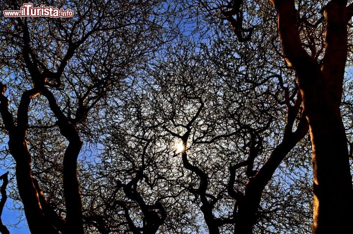 Albero di acacia all'ingresso del cratere vulcanico di Al Atrun in Sudan - Per ulteriori informazioni: I viaggi di Maurizo Levi ed in particolare il Tour del Regno dei Faraoni Neri