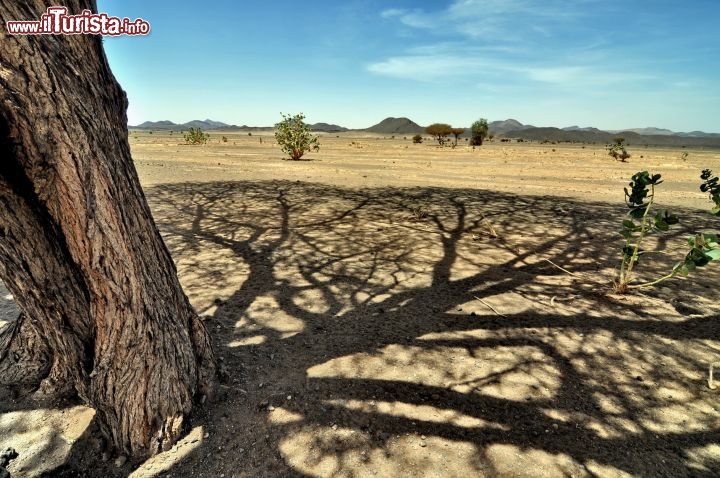 L'ambita ombra di una acacia nel deserto del Bayuda in Sudan - Per ulteriori informazioni: I viaggi di Maurizo Levi ed in particolare il Tour del Regno dei Faraoni Neri