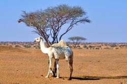 Dromedario all'ombra di una acacia nel deserto ...