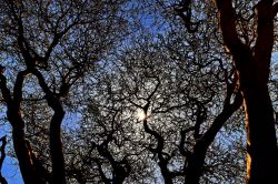 Albero di acacia all'ingresso del cratere ...