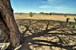 L'ambita ombra di una acacia nel deserto ...