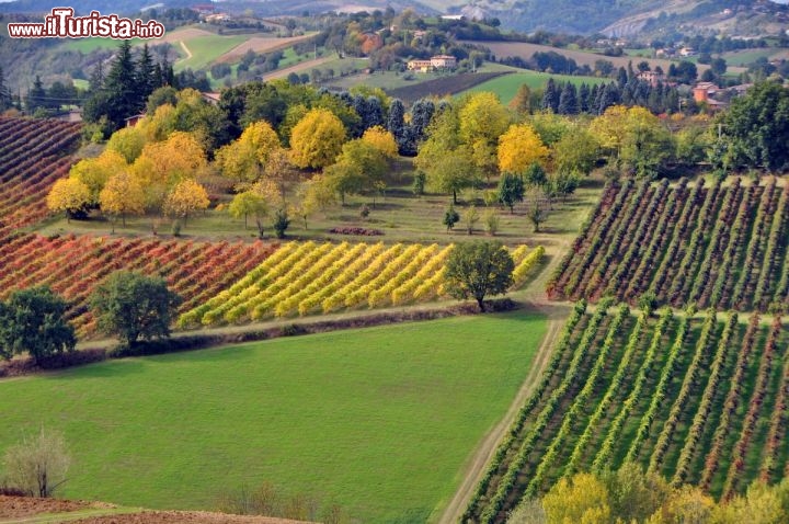 Campagne di Castelvetro in autunno - Lo sguardo in direzione di Levizzano Rangone è reso ancora più affascinante dalla presenza di alberi da frutto e filari di viti, che in ottobre si accendono dei colori dell'autunno, proprio in occasione della Giornata delle Bandiere Arancioni - Scarica qui l'App delle Bandiere Arancioni