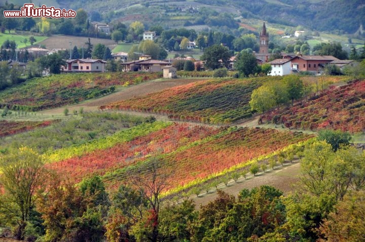 Vigneto di Lambrusco Grasparossa a  Levizzano Rangone - Nella foto si notano i rossi accesi del gustoso vitigno di Castelvetro, che viene celebrato ad ottobre con la Sagra del Grasparossa, mentre i colori del verde e del giallo appartengono alle viti dell'uva del trebbiano, utilizzata in massima parte per la produzione dell'Aceto Balsamico Tradizionale, ottenuto per l'appunto dal musto di uva di trebbiano