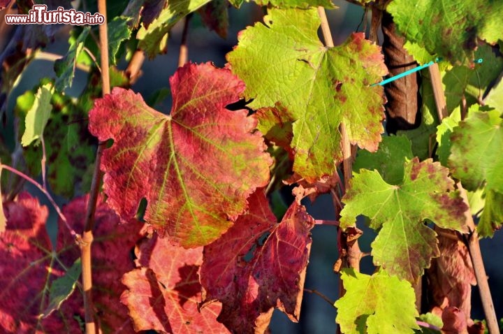 Foglie di Lambrusco Grasparossa in autunno a Castelvetro - Questo vitigno è uno dei primi a presentare l'intensa colorazione rossa delle sue foglie, già a inizio di ottobre
