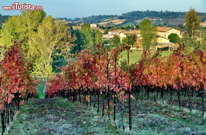 Filari di uva lambrusco Grasparossa a Castelvetro - Della produzione di questo vino si possono gustare la varietà amabile, ideale per accompagnare dolci, e il semi-secco che servito fresco è perfetto per accompagnare le specialità gastronomiche emiliane