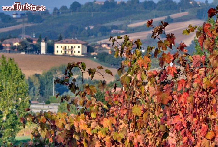 Panorama viti di Castelvetro in autunno, i colori delle foglie del Grasparossa -