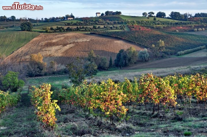 Tramonto a Castelvetro: viti del lambrusco Grasparossa a Levizzano Rangone -