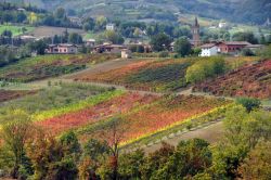 Vigneto di Lambrusco Grasparossa a  Levizzano ...