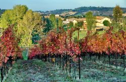 Filari di uva lambrusco Grasparossa a Castelvetro ...