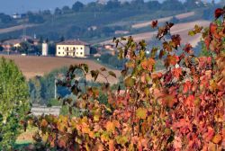 Panorama viti di Castelvetro in autunno, i colori ...