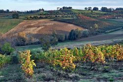 Tramonto a Castelvetro: viti del lambrusco Grasparossa ...