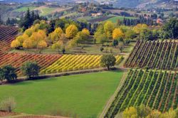 Campagne di Castelvetro in autunno - Lo sguardo ...