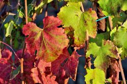 Foglie di Lambrusco Grasparossa in ...