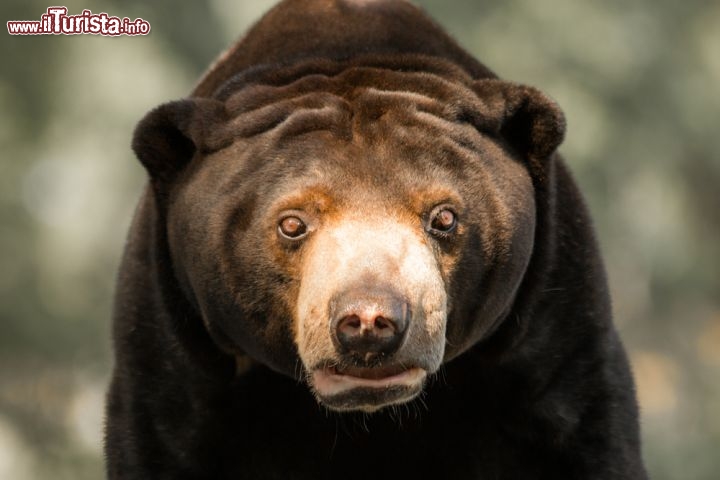 Immagine Orso del sole con una curiosa espressione, fotografato all'Henry Doorly Zoo di Omaha in Nebraska - © Dane Jorgensen / Shutterstock.com