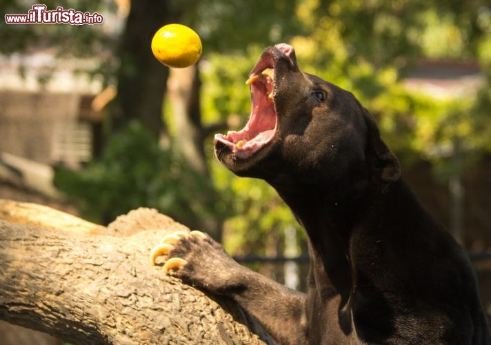 Immagine Sun bear (orso del sole) riceve un frutto Zoo Henry Doorly di Omaha - © Dane Jorgensen / Shutterstock.com