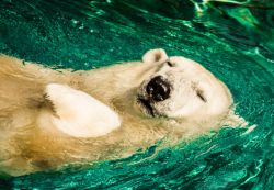 Orso polare allo Zoo di Omaha in Nebraska (USA). Cinque specie di orsi vengono ospitate nella sezione Durham Family's Bear Canyon - © Dane Jorgensen / Shutterstock.com