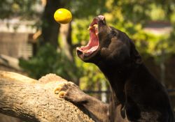 Sun bear (orso del sole) riceve un frutto Zoo ...