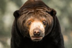 Orso del sole con una curiosa espressione, fotografato all'Henry Doorly Zoo di Omaha in Nebraska - © Dane Jorgensen / Shutterstock.com