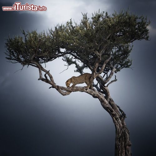 Un Leopardo in aguato nel Masai mara National Park in Kenya - ©  www.tpoty.com - Foto di Nicolas Lotsos