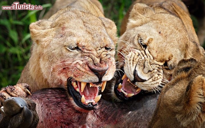 Delta del fiume Okavango in Botswana: due leonesse si contendono una preda - ©  www.tpoty.com - Foto di Ed Hetherington