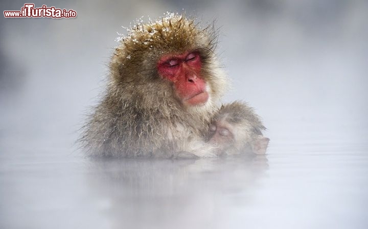 Macachi Giapponesi si rilassano durante l'inverno. Ci troviamo in una sorgente termale a Yamanouchi, località della Provincia di Nagano in Giappone - ©  www.tpoty.com - Foto di Jasper Doest