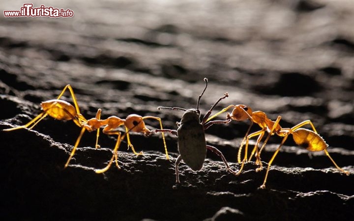 Match fra insetti nell'Uttar Pradesh in India. Nello scatto sembra proprio che le due formiche vangano separate dall'intermediazioni di un terzo insetto! - ©  www.tpoty.com - Foto di Satpal Singh
