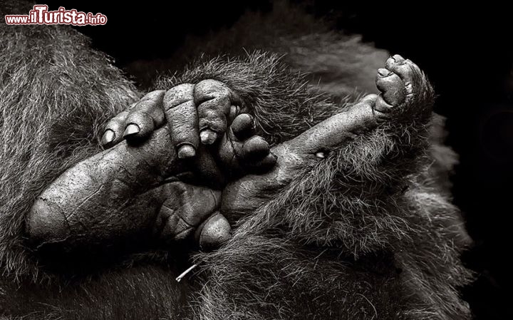 Particolare delle mani di Gorillla, presso il Parco Nazionale di Virunga in Ruanda - ©  www.tpoty.com - Foto di Gail Von Bergen Ryan