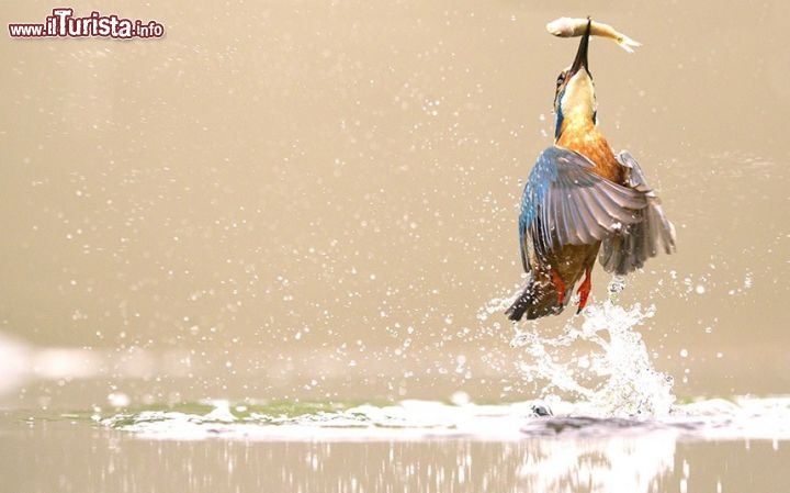 Cattura al Volo da parte di un uccello. Ci troviamo nei pressi di Kingfisher, nel  Worcestershire contea del Regno Unito - ©  www.tpoty.com - Foto di Peter Downing