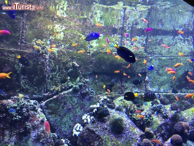 Meraviglie della vita marina che affascinano ospiti e visitatori a Dubai. Un meraviglioso ecosistema marino con una grande varietà ittica