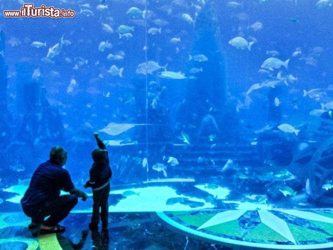 I piccoli ospiti ma anche i più grandi sono affascinati dall'acquario dell’Atlantis che ospitano più di 1500 creature marine di oltre 250 specie