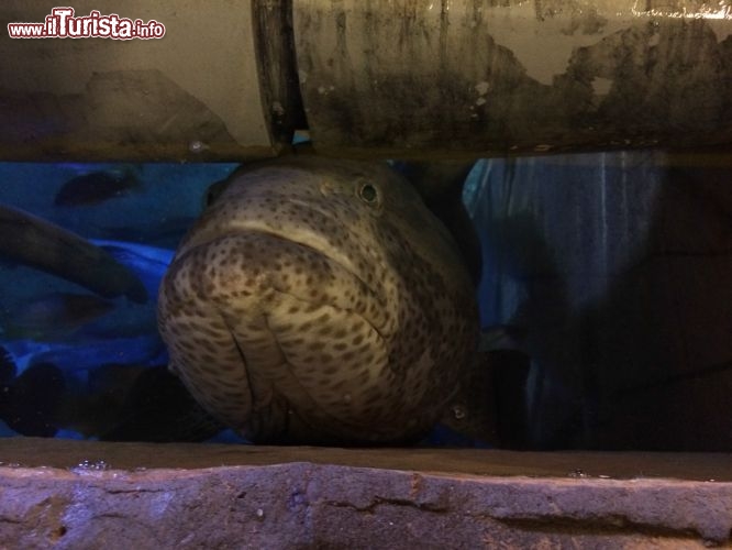 Cernia affamata aspetta il pranzo all'acquario Atlantis Dubai