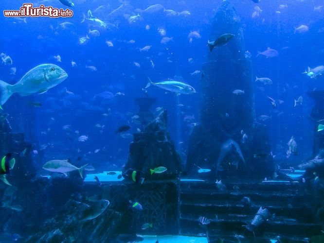 Una delle due grandi vasche del The Lost Chamber Aquarium dell’Atlantis Dubai