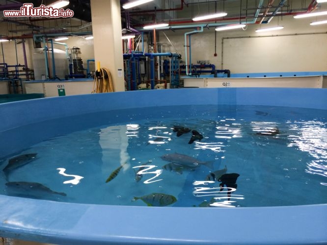 Vasche di servizio dell'acquario per la cura e il benessere della popolazione marina