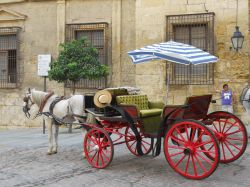 un insolito mezzo di trasporto  - Cordoba