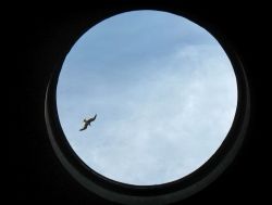 L'Apertura della cupola del Pantheon a Roma (chiamato come l'oculus) con un Gabbiano in volo. Una tradizione vuole che la pioggia nopn riesca ad entrare attraverso il foro, ma in realtà ...