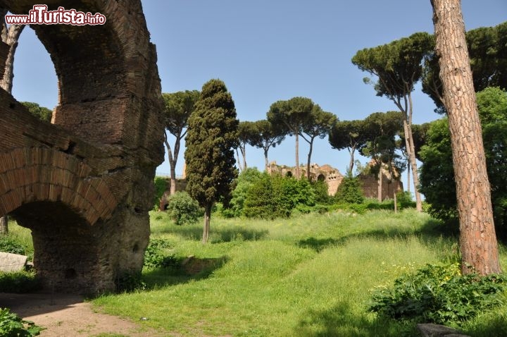 Immagine Ingresso orientale del Foro Romano: le rovine sono rese ancora più belle dalla presenza dei Pini Marittimi secolari