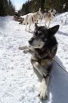 Dog sledding, Quebec: è una delle attività più suggestive di un viaggio in Québec nei mesi invernali. Questa foto è stata scattata sulle montagne di Les Eboulements, ...